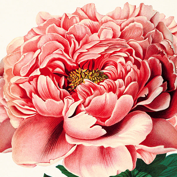 Flowers: Peonies
