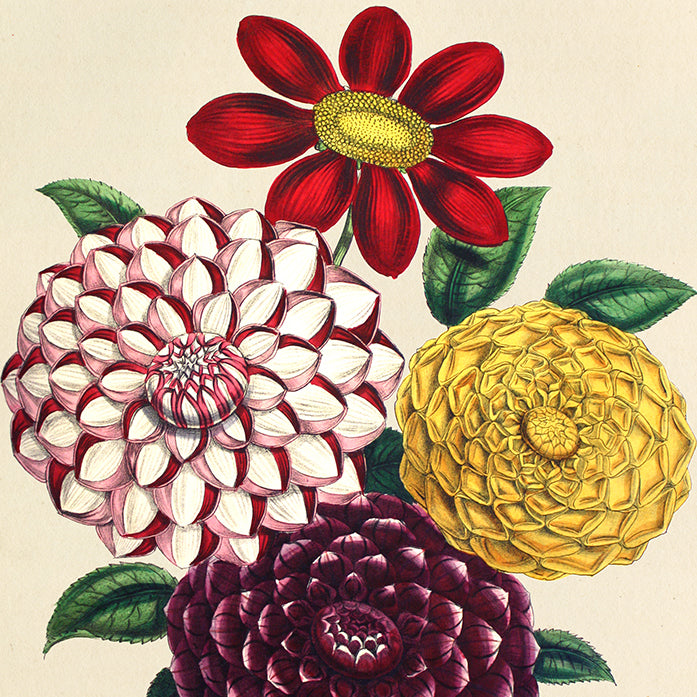 Flowers: Bright Bouquets