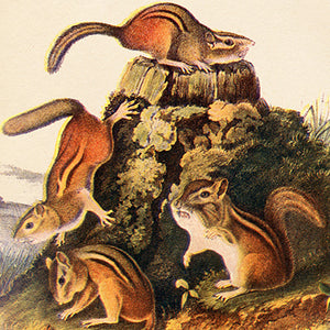 Small Furry Animals