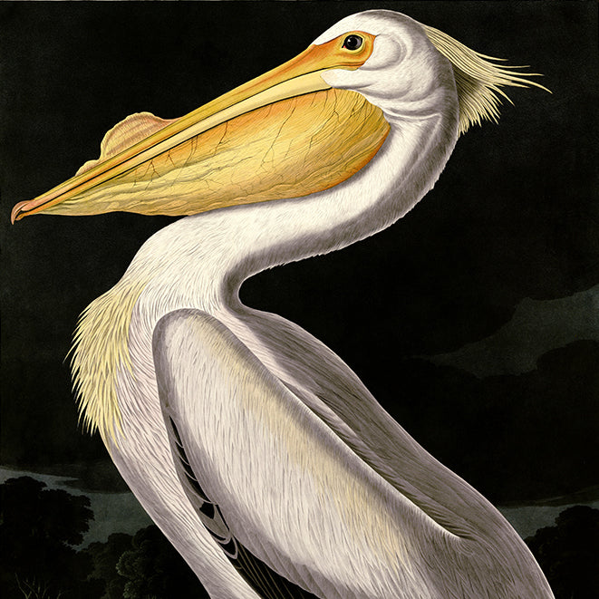 Birds by Audubon