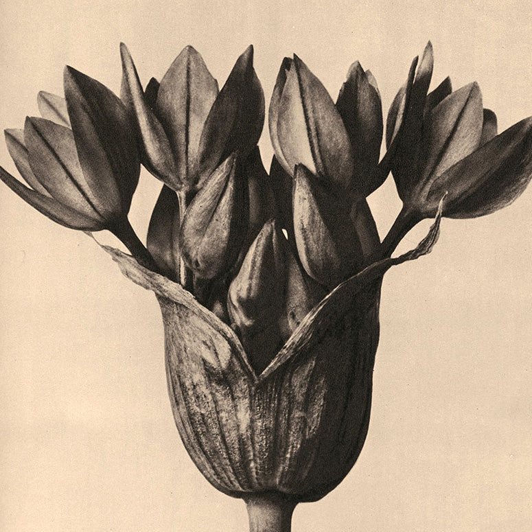 Flowers: Macro Black & White