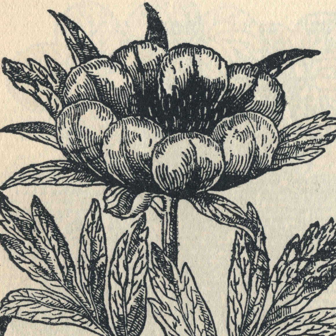 Flowers: Black & White Engravings