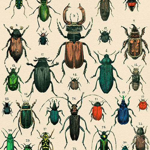 Natural History 1880s