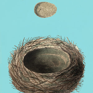 Bird Eggs & Nests