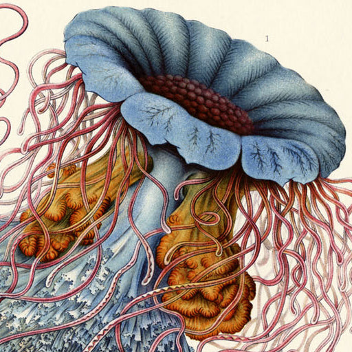 Coastal: Underwater Creatures