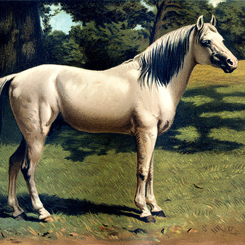 Horses