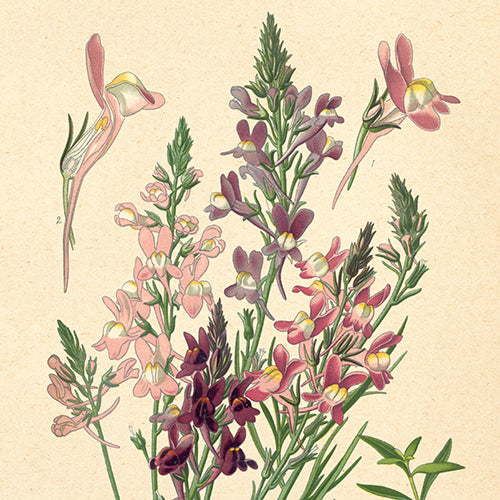 Flowers 1890s