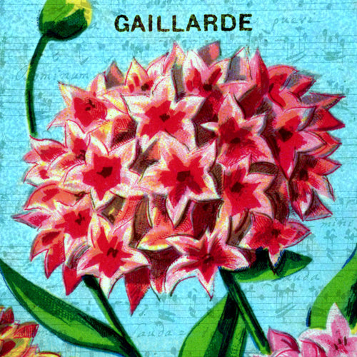 Flowers: French Seed Packets