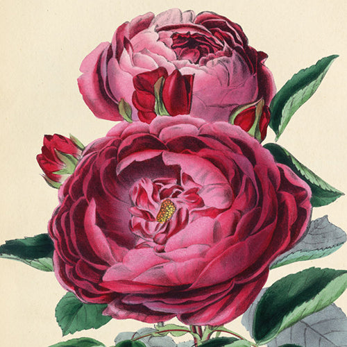 Flowers: Roses