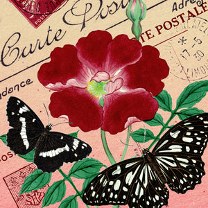 Butterfly Botanicals