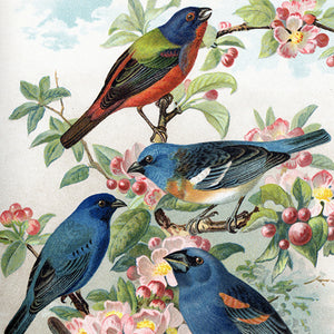 Birds with Backgrounds 1890s