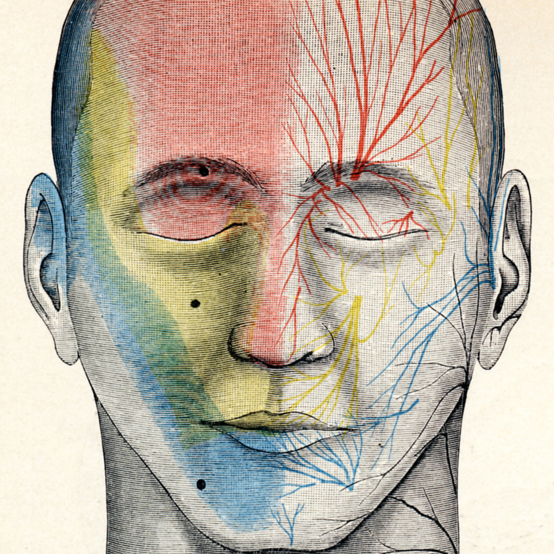 Human Anatomy