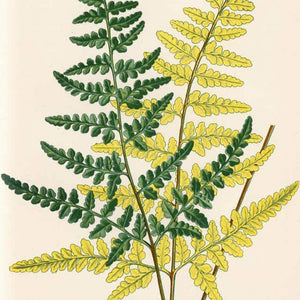 Plants: Green Leaves