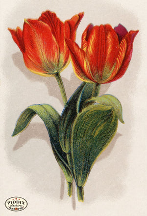 Pdxc10909 -- Flower Cards Tulips Color Illustration
