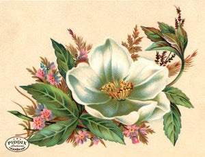 Pdxc10922 -- Flower Cards Pink And White Color Illustration