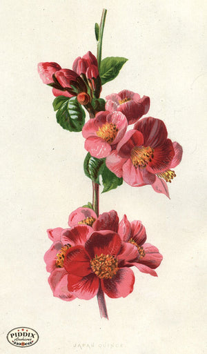 Pdxc11583 -- Flower Watercolor Quince Color Illustration