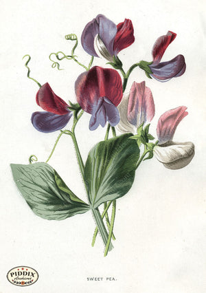 Pdxc11587 -- Flower Watercolor Sweet Pea Color Illustration