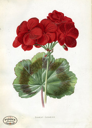 Pdxc11594 -- Flower Watercolor Scarlet Geranium Color Illustration
