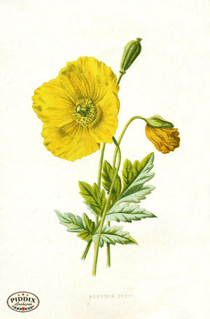 Pdxc11595 -- Flower Watercolor Mountain Poppy Color Illustration
