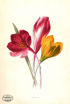 Pdxc11602B -- Flower Watercolor Crocus Color Illustration