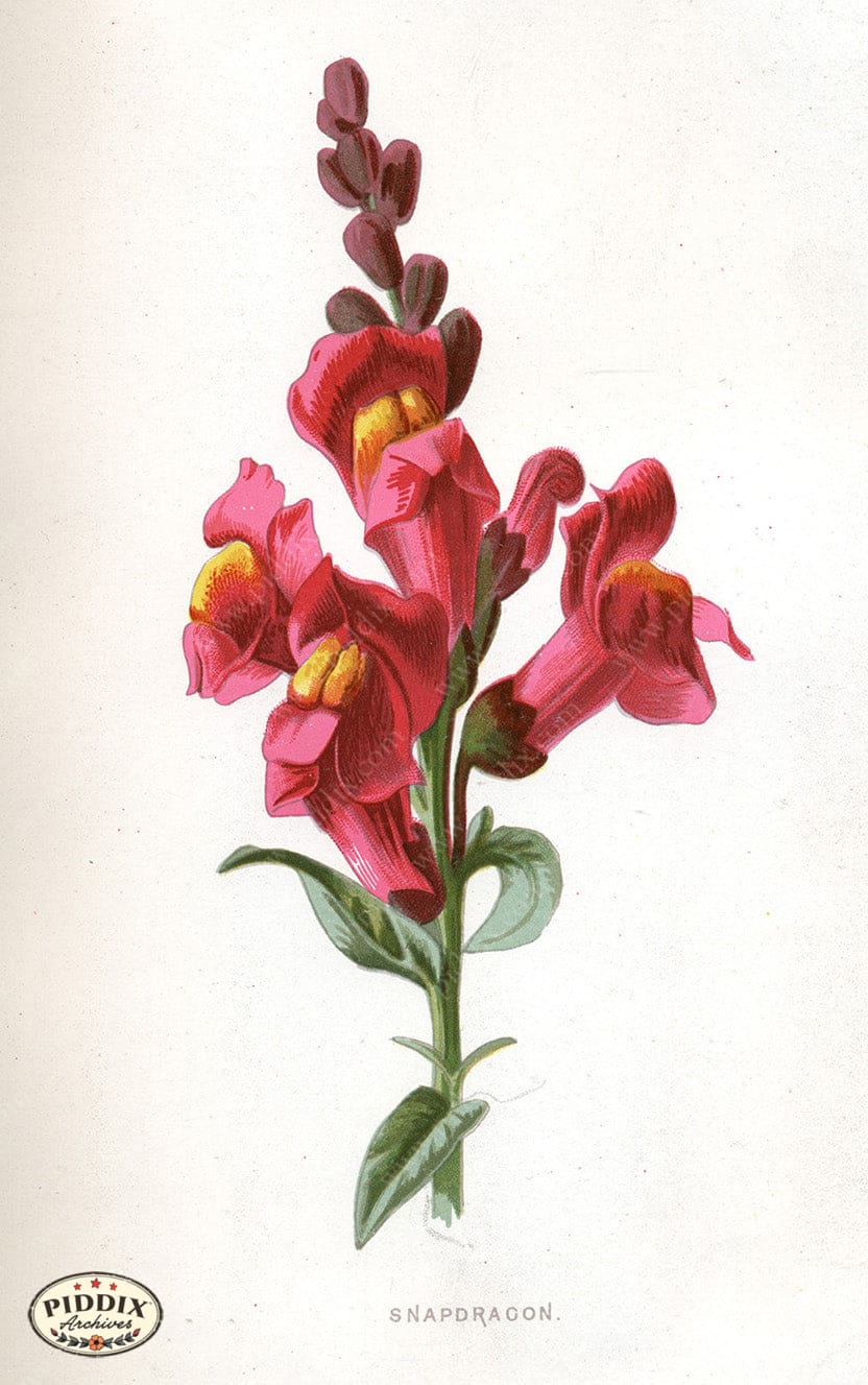 Snapdragon Flower Drawing