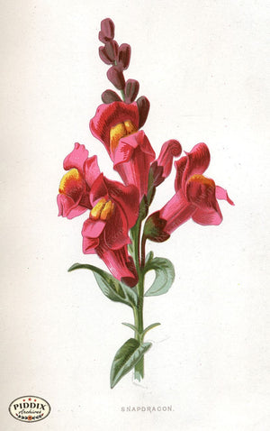Pdxc11611 -- Flower Watercolor Snapdragon Color Illustration