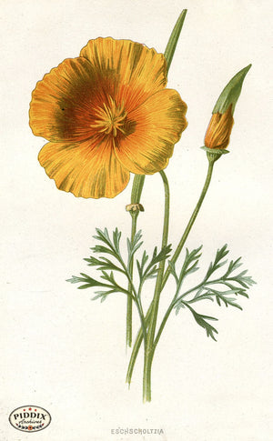 Pdxc11612 -- Flower Watercolor California Poppy Color Illustration