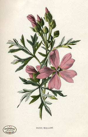 Pdxc11613 -- Flower Watercolor Musk Mallow Color Illustration