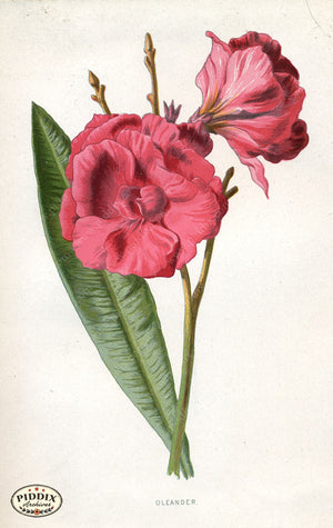 Pdxc11615 -- Flower Watercolor Oleander Color Illustration