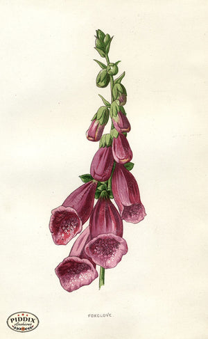 Pdxc11619 -- Flower Watercolor Foxglove Color Illustration