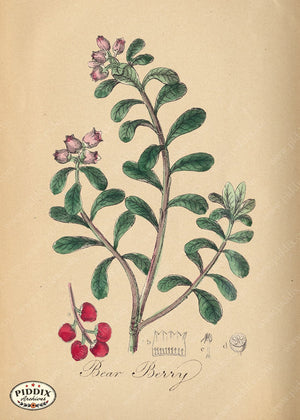 Pdxc11998D -- Flowers Bear Berry Color Illustration