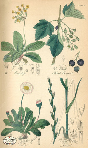 Pdxc12014 -- Flowers Botanical Print Color Illustration