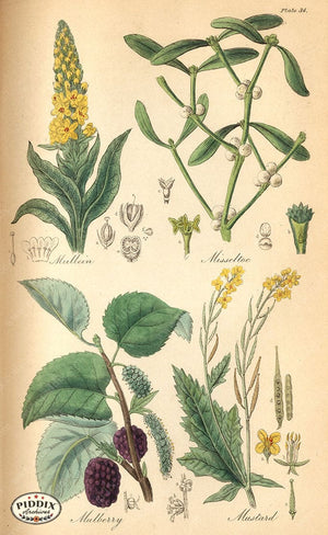 Pdxc12040 -- Flower Poster Color Illustration