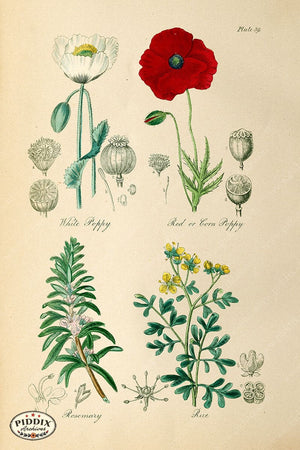 Pdxc12049E -- Flowers Color Illustration