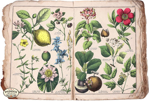 Pdxc15433B -- Flowers Color Illustration