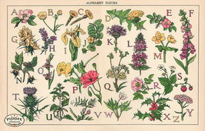 Pdxc16058 -- Flower Alphabet Color Illustration
