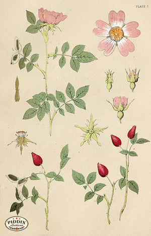 Pdxc16488 -- Botanical Plates Color Illustration