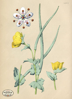 Pdxc16509 -- Botanical Plates Color Illustration