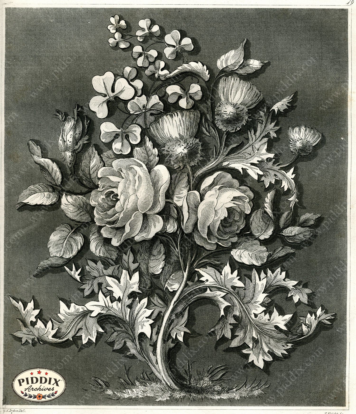 パンフラワー PDXC16567 -- Flowers Black and White Engravings - piddix