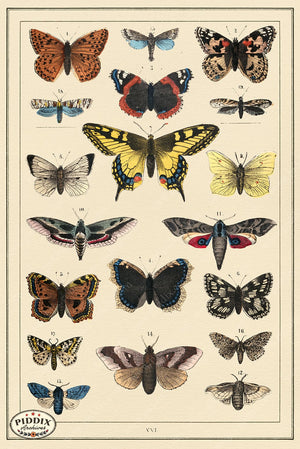 Pdxc18821B -- Butterflies & Bugs Color Illustration