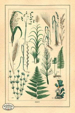 Pdxc18841B -- Ferns And Grasses Color Illustration