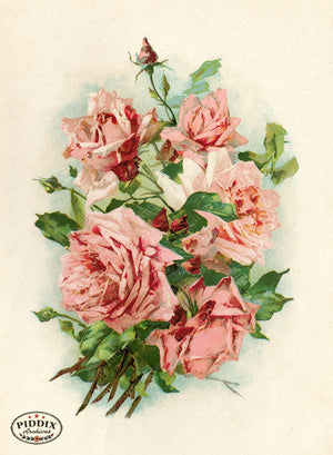 Pdxc19243 -- Flower Cards Pink Roses Color Illustration