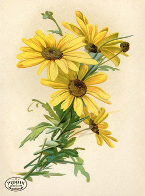 Pdxc19248 -- Flower Cards Black Eyes Susan Color Illustration