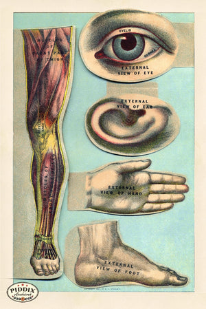 Pdxc1983_1000Wide -- Human Anatomy Color Illustration