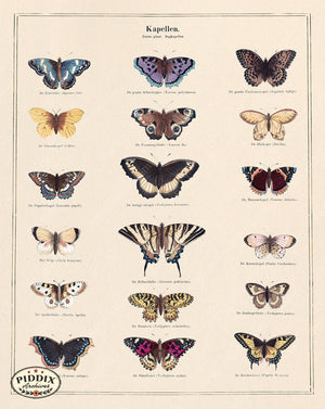 Pdxc21036 -- Butterflies Kapellen Color Illustration