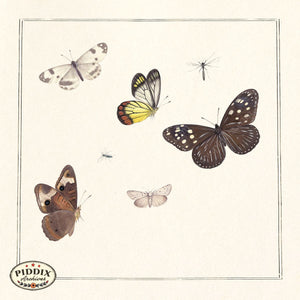 Pdxc21038 -- Butterflies & Bugs Color Illustration