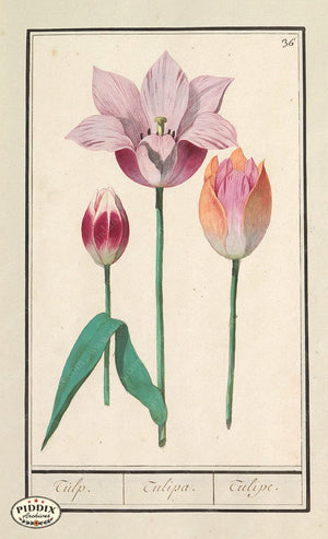 Pdxc21109 -- Flower Print Tulip Color Illustration