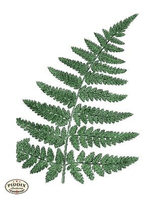 Pdxc21135 -- Fern Frond Color Illustration