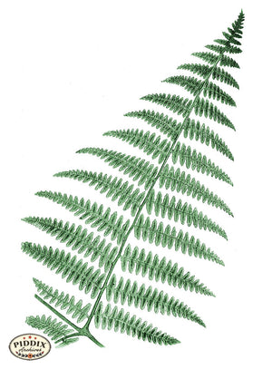 Pdxc21141 -- Fern Frond Color Illustration