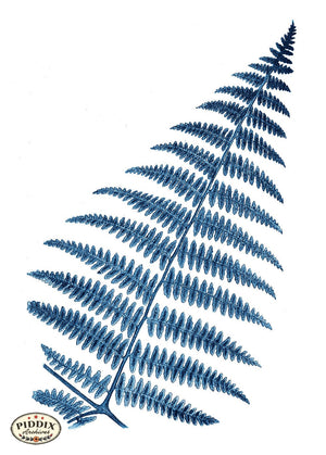 Pdxc21141B -- Fern Frond Blue Color Illustration